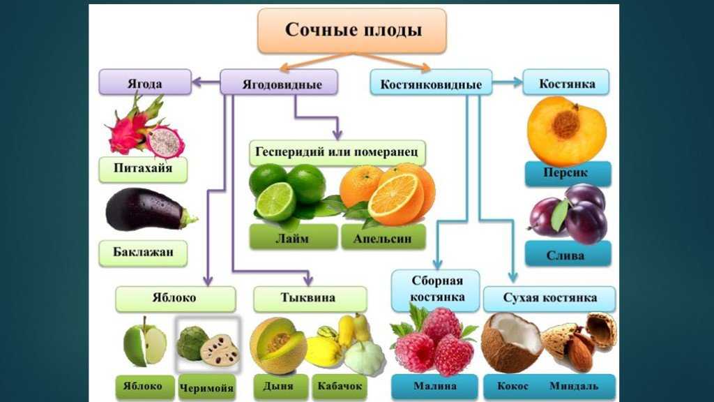 Виды плодов