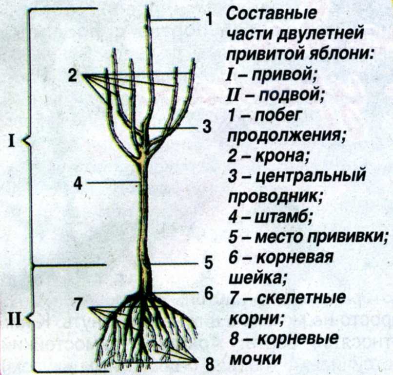 Яблоня - строение, рост, плодоношение, сорта {фермер садовод дачник}