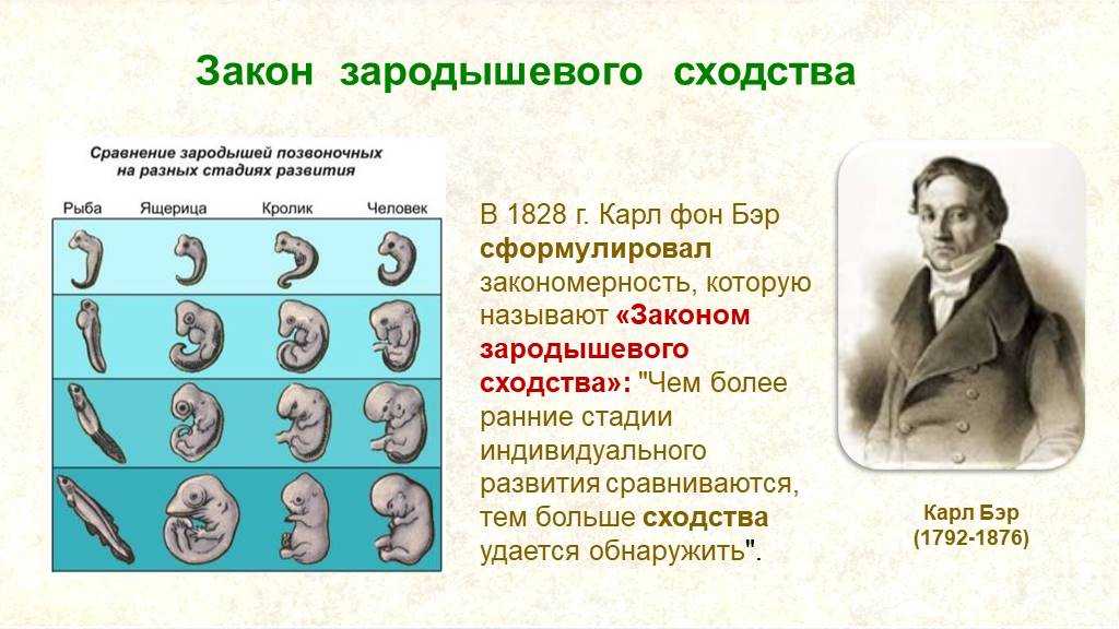 Кто считается основателем эмбриологии