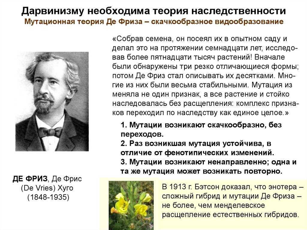 ДЕ ФРИЗ, ХУГО De Vries, Hugo 1848–1935, голландский ботаник и генетик Родился 16 февраля 1848 в Харлеме Учился в Лейденском, Гейдельбергском и Вюрцбургском университетах Работал преподавателем в школе в Амстердаме 1871–1875, в научных учреждениях Вюрцбург