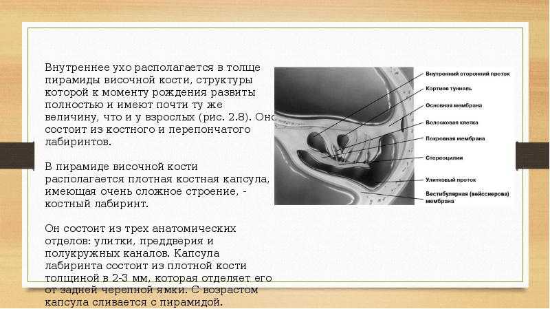 Внутреннее ухо 8. Возрастные особенности строения уха. Внутреннее ухо располагается в височной кости. Возрастные особенности внутреннего уха. Внутреннее ухо в толще кости.