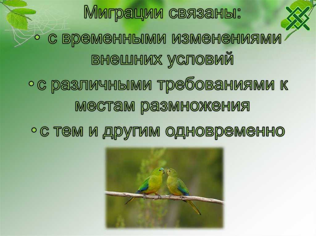 Миграция животных: виды, причины и примеры :: syl.ru