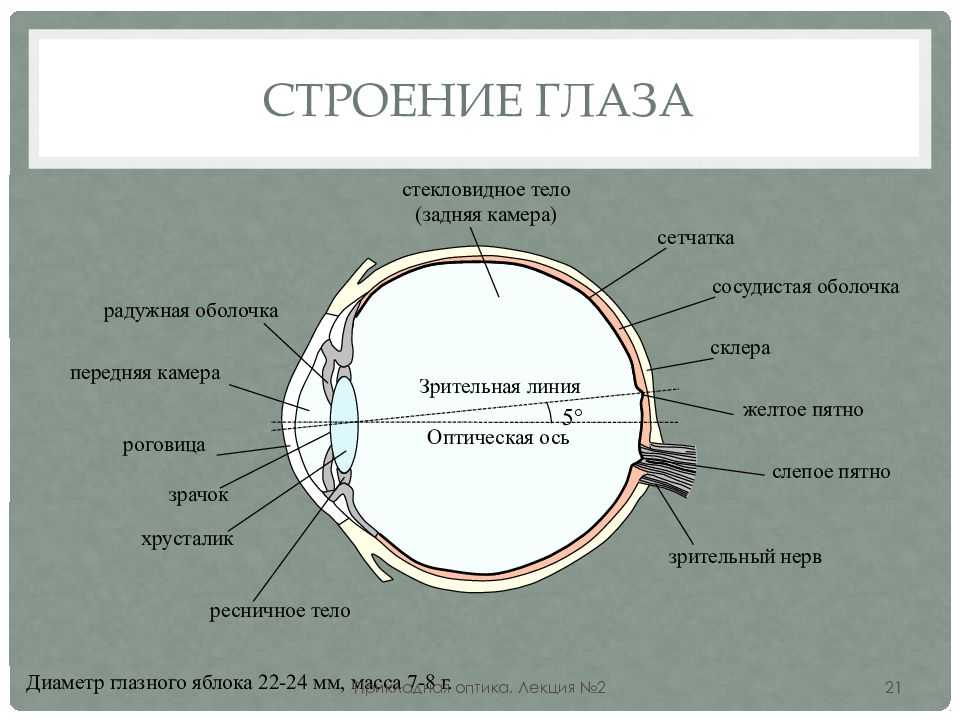 Строение глаза