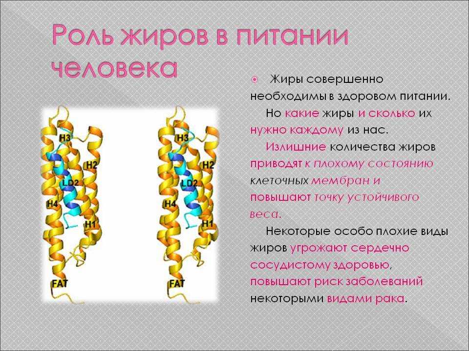 Жиры: какую несут пользу для организма и чем вредны