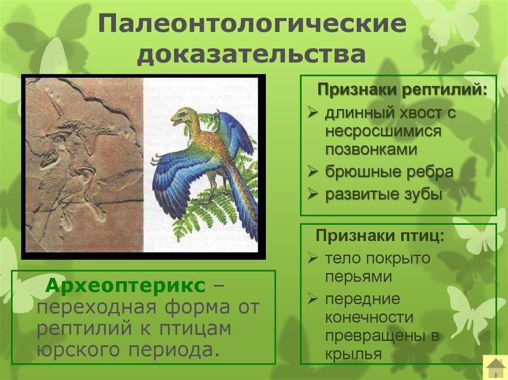 Палеонтология - страничка dr.vladson'а