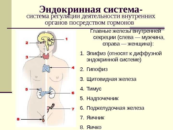 Как растут мышцы и как тренироваться, чтобы они росли? - fitlabs / ирина брехт