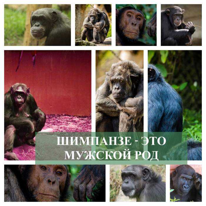 Шимпанзе какой род в русском языке. Шимпанзе мужской род. Род шимпанзе в русском. Шимпанзе род мужской или женский. Род слова шимпанзе.