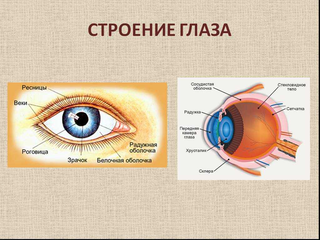 Травмы глаза – лечение и симптомы при кровоизлияниях, ранениях роговицы и других повреждениях