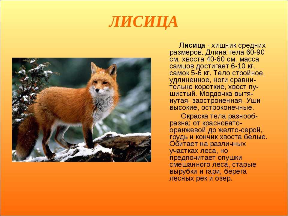 Лисица обыкновенная (рыжая) — описание, где живет, чем питается