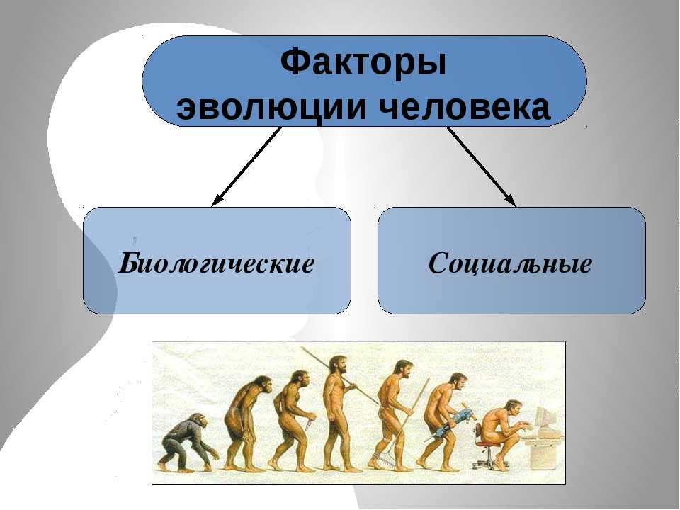 Система развития человека. Биологические факторы эволюции человека. Биологические и социальные факторы эволюции человека. Основные факторы эволюции человека. Ведущие факторы эволюции человека.