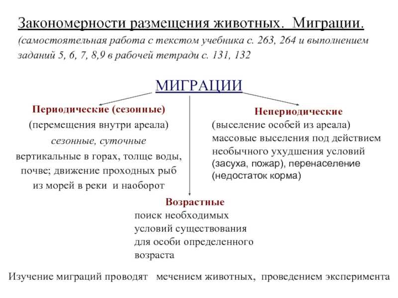 Более 20 удивительных животных, которые мигрируют и почему — сайт эксперта по животным — howmeow