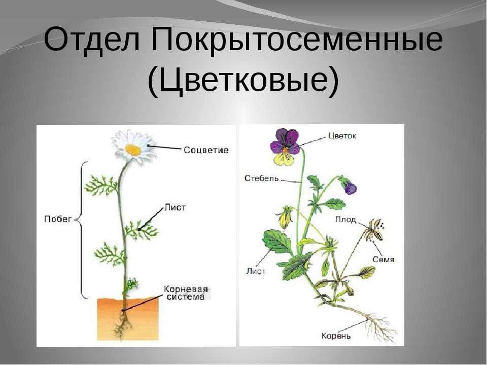Тела растений имеет строение