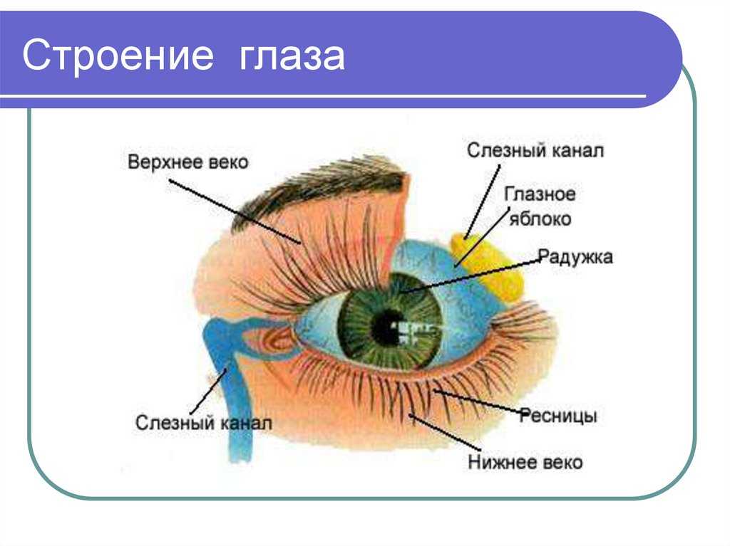 Глаз человека биология 8 класс. Белок зрачок строение глаза. Строение глаза человека схема с описанием для детей. Из чего состоит глаз схема. Строение глаза вид спереди.