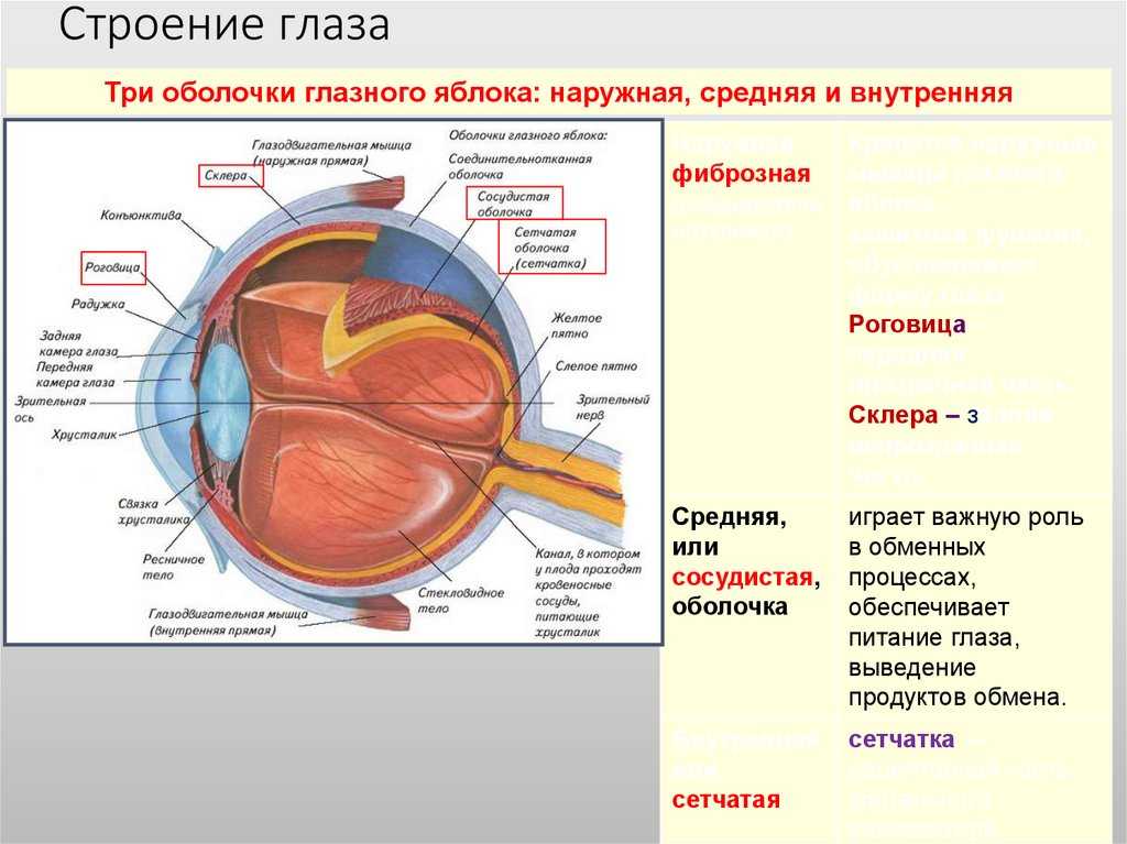 Урок 1. как устроено зрение человека