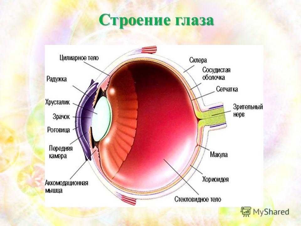 Биология строение глаза человека. Анатомические структуры органа зрения анатомия. Схема устройства глаза человека. Внешнее и внутреннее строение глаза. Строение глаза ЕГЭ биология.