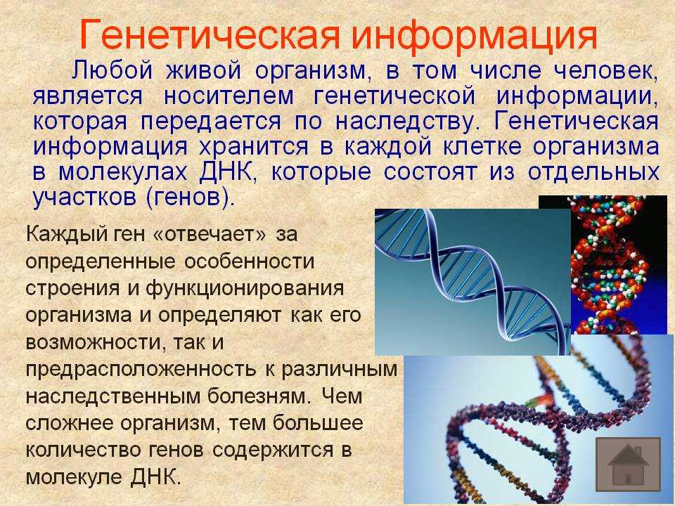 Наследственная информация ген. Генетическая информация. Генетика информация. Информация в генетике. Наследственная информация.